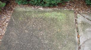 Algae on concrete