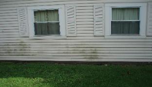 Algae on siding